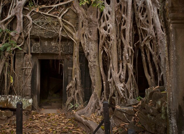 Angkor wat es un enorme complejo de templos hindúes en camboya Foto