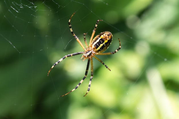 La Ara A Hembra Argiope Bruennichi Ha Tejido Una Telara A Y Est