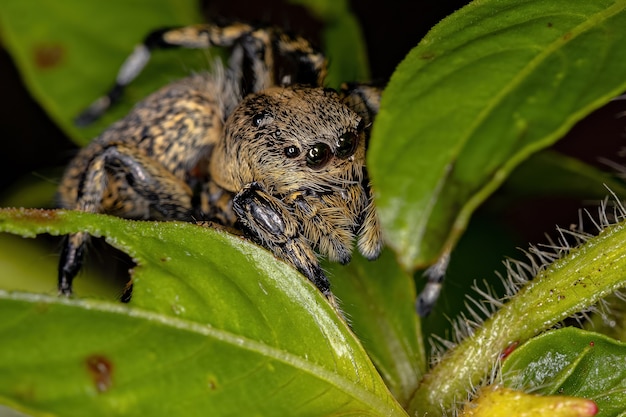 Araña saltadora amarilla hembra adulta del género phiale | Foto Premium