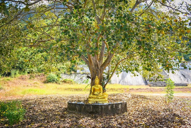 Árbol De Bodhi Y Hoja Verde De Bodhi Con Estatua De Buda En El Templo De Tailandia árbol Del 9414