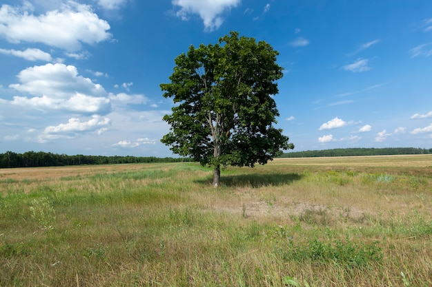 Rbol Con Follaje Verde Contra Un Cielo Azul Un Rbol Que Crece En Un Campo En La Temporada De