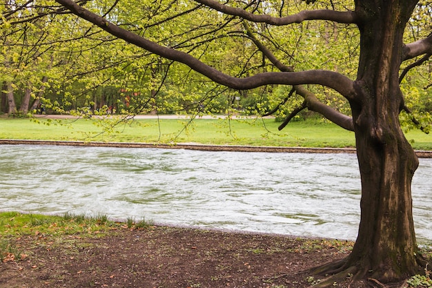 Resultado de imagen para arbol junto a rio