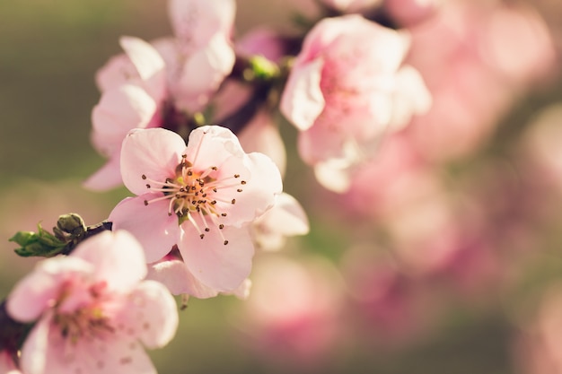 Árbol De Primavera Con Flores Rosas Foto Premium 2048