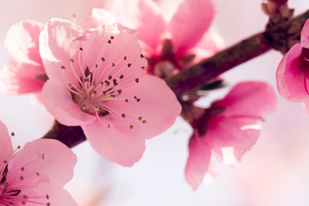 Árbol de primavera con flores rosas  Foto Premium