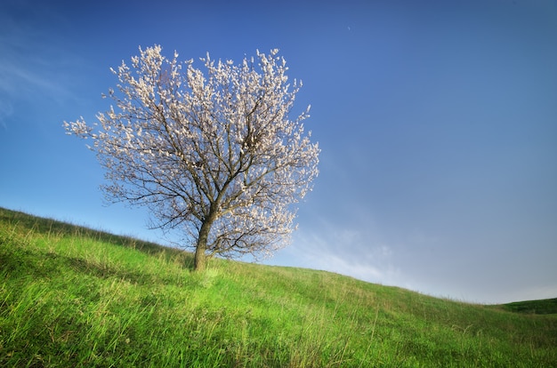 Árbol de primavera en prado verde composición de la naturaleza Foto