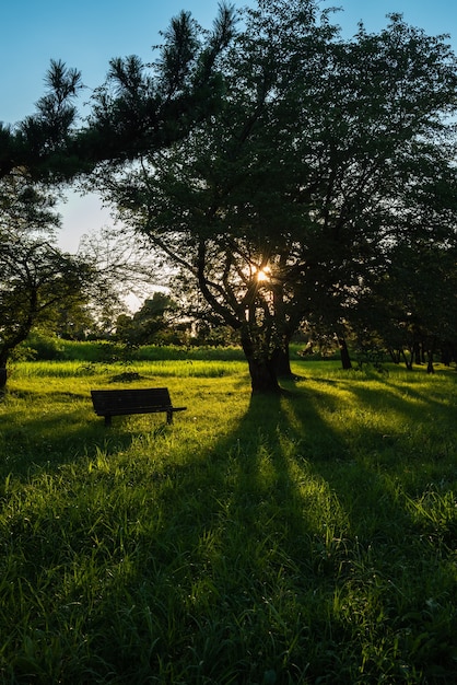 Árbol En Silueta Creando Una Gran Sombra Sobre La Hierba Verde Banco