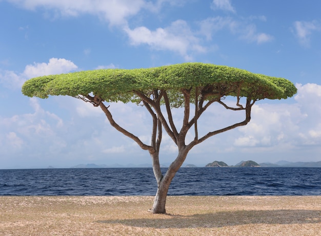 Arbol Tropical Del Tamarindo De Manila En La Playa Y Tiene Mar Y Cielo En El Fondo Foto Premium