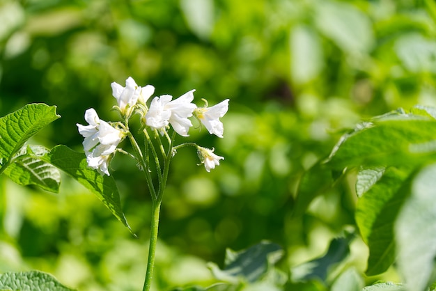 Arbusto De Patata Que Florece Con Las Flores Blancas En Plantas De