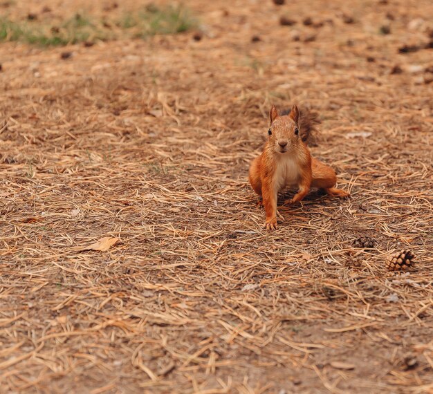 Ardilla roja euroasiática sciurus vulgaris Foto Premium