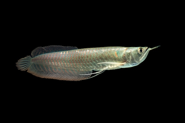 Arowana De Plata Joven Aislado En Fondo Negro Foto Premium