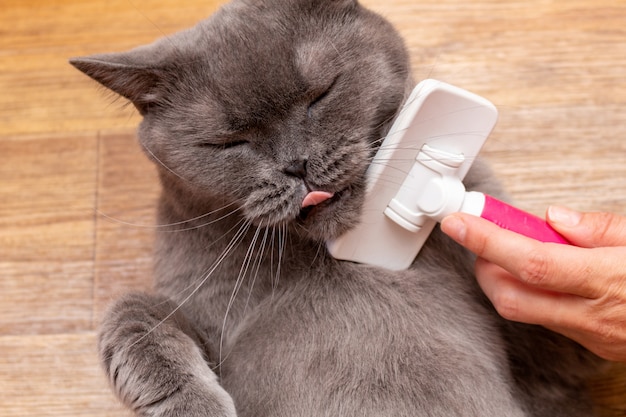 Aseo cepillado gato gris muy lindo con un cepillo | Foto Premium