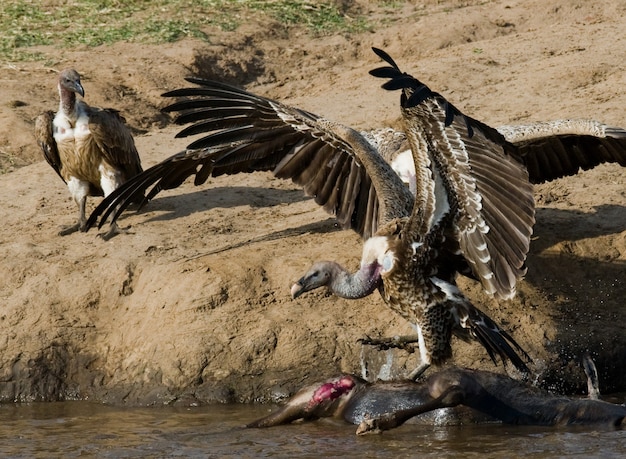 Las Aves Rapaces Comen La Presa En La Sabana De Frica Oriental Kenia