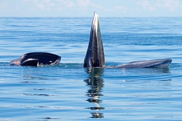 La ballena de bryde balaenoptera edeni dos peces grandes en el mar ...