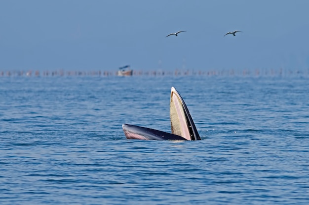 Ballena de bryde balaenoptera edeni | Foto Premium