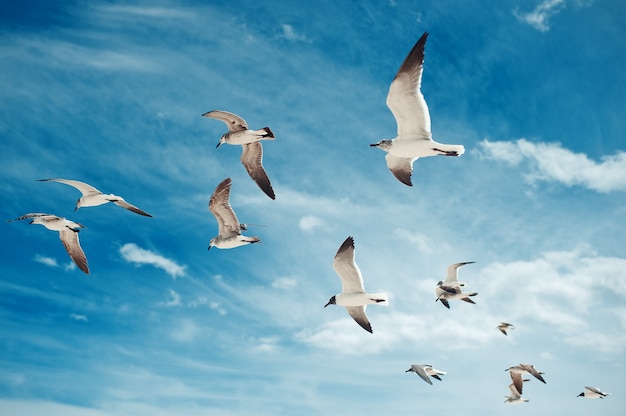 Bandada De Gaviotas Volando Sobre El Cielo Azul Con Aves De Fondo De