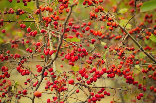 Bayas Rojas De Espino En La Naturaleza Fondo Vintage Estacional De