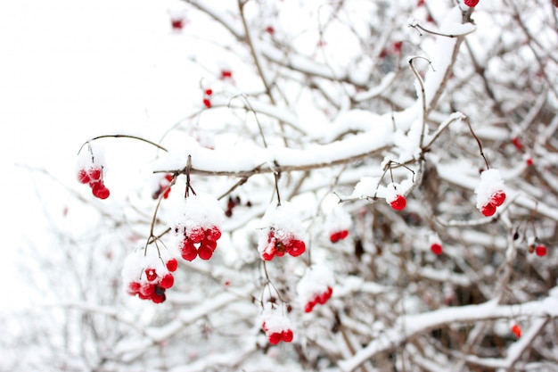 Bayas Rojas Del Viburnum En Nieve En Una Rama Foto Premium