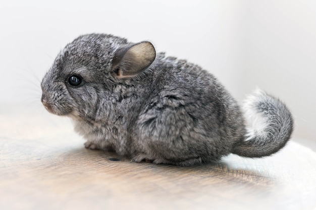 Bebe Chinchilla Sentado En Una Rodaja De Madera Marron Foto Premium