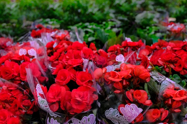 Begonia Roja Escarlata En Flor En Un Primer Plano De Maceta Venta En