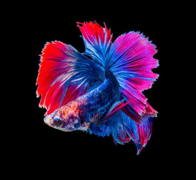 Betta splendens pez luchador siamés aislado sobre fondo negro Foto