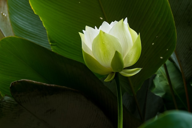 Blanca flor de loto | Foto Premium