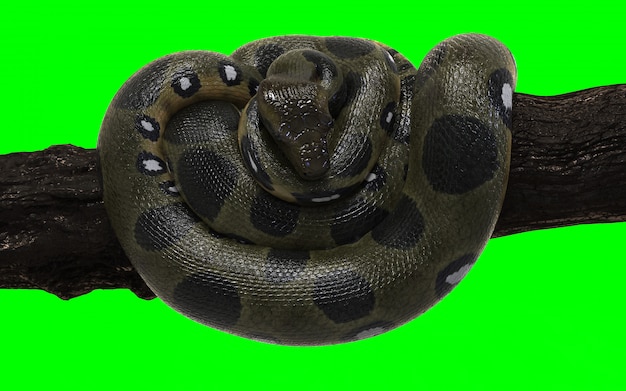 Boa Constrictor Verde Anaconda Con Trazado De Recorte Foto Premium