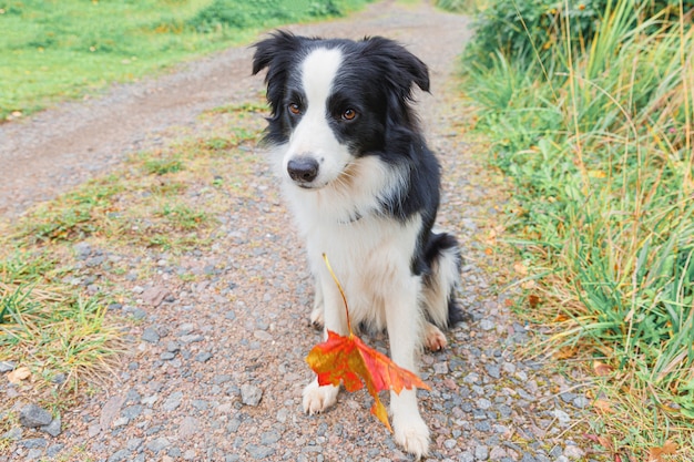 Border Collie De Cachorro Divertido Con Hoja De Oto O De Arce Naranja