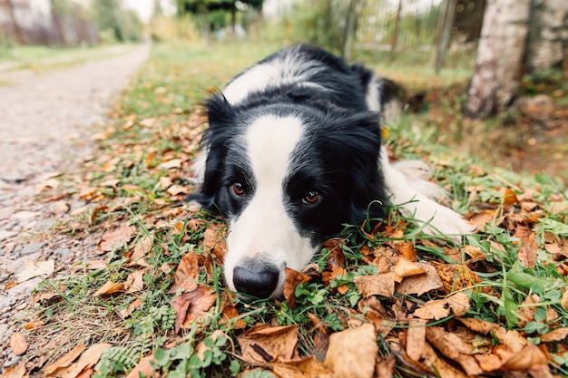 Border Collie De Cachorro Gracioso Acostado Sobre La Hoja De Oto O Seca