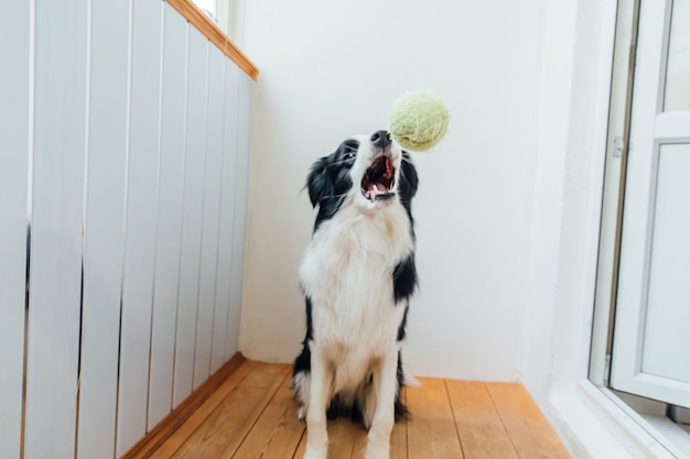 Border Collie De Cachorro Gracioso Con Bola De Juguete En La Boca En