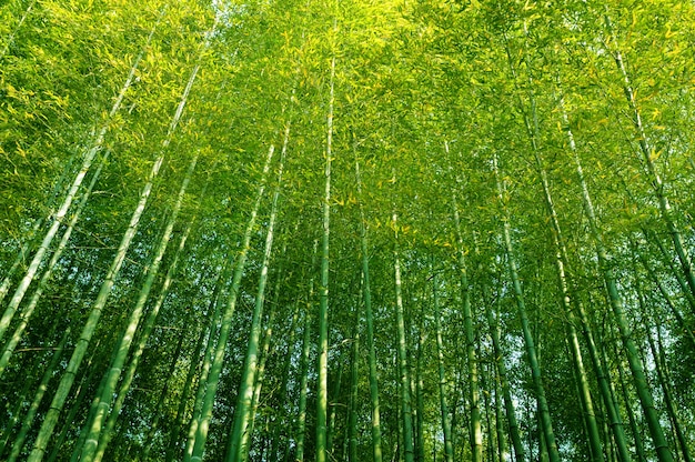 Bosque de bamb  rboles altos china  Foto Premium
