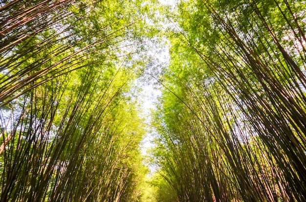 Bosque De Bambú En Tailandia Foto Premium 0000