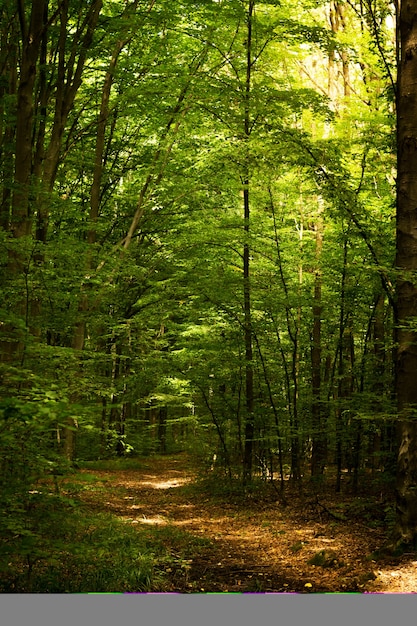 Bosque De Hayas El Haya Es Un Rbol De Hoja Caduca La Principal