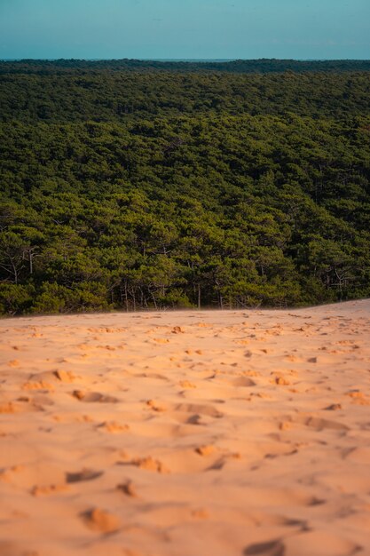 Bosque De Las Landas Visto Desde La Duna De Pilat En Arcachon Aquitania Francia Foto Premium