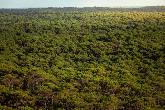 Bosque De Las Landas Visto Desde La Duna De Pilat En Arcachon Aquitania Francia Foto Premium