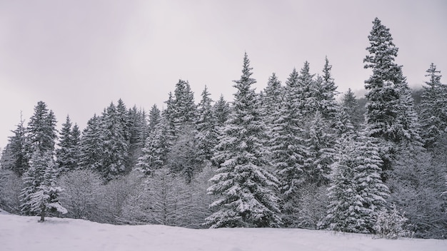 Bosque Nevado Bosque Nevado Foto Premium