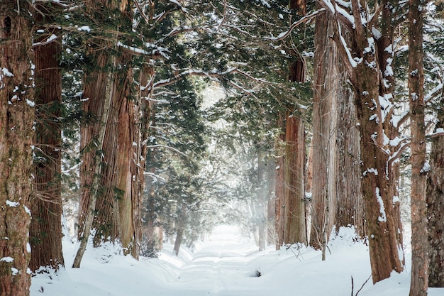 Bosque Nevado En El Santuario De Togakushi Japon Foto Gratis