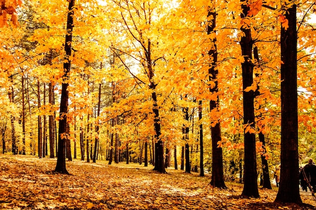 Bosque O Parque Con Rboles Que Tienen D A De Hojas Amarillas Efecto