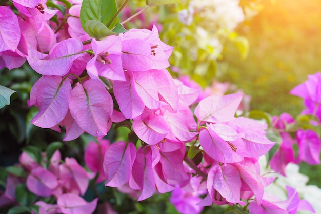 Bougainvillea Floreciente En El Jardin De Flores Foto Premium