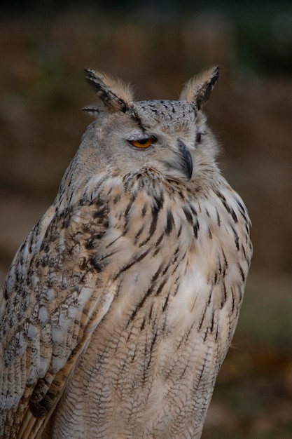 Bubo Bubo Sibiricus El B Ho Real Siberiano Es Una Especie De Ave