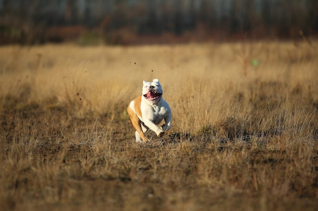 Bulldog Ingles Corriendo Hacia Adelante En El Campo Y Mirando A La Camara Foto Premium