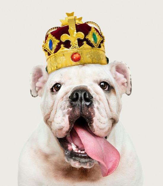 Bulldog lleva corona Foto Gratis