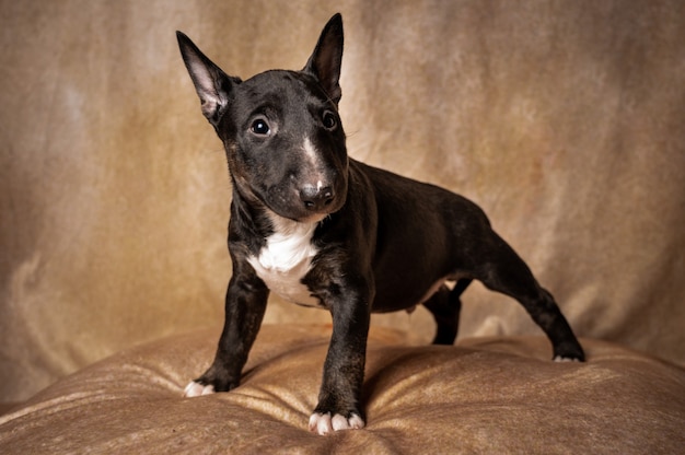 Cachorro Bull Terrier Miniatura Negro De Pie Foto Gratis