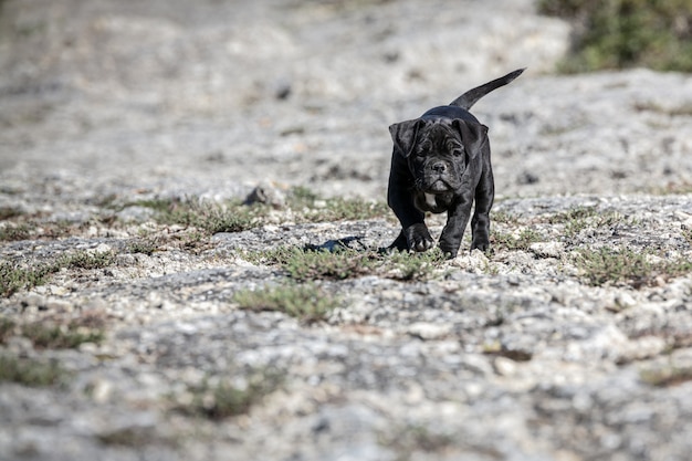 Cachorro de matón americano negro con una mancha blanca caminando afuera Foto Premium