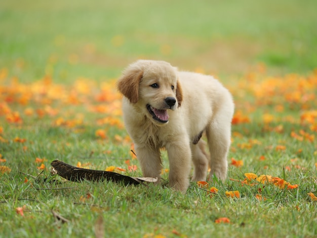 Cachorro perro golden retriever en el parque | Foto Premium