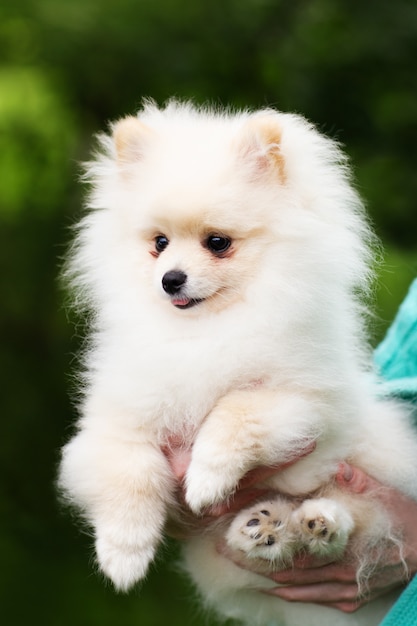 Cachorro pomerania blanco | Foto Premium