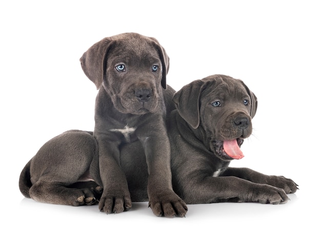 Cachorros Cane Corso Foto Premium