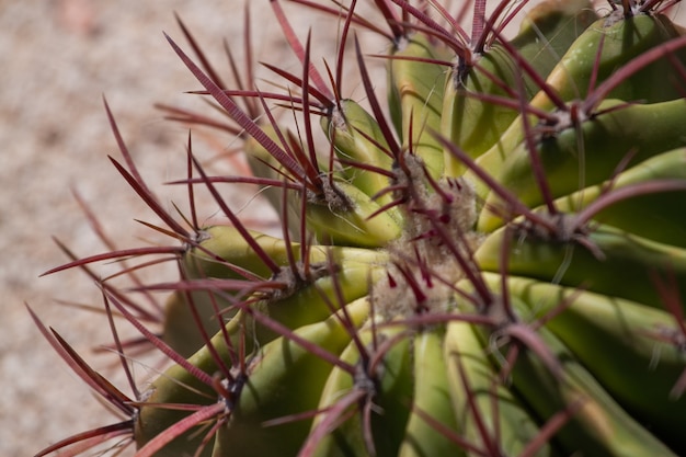 Un Cactus Barril Dorado Plantado En El Desierto Foto Premium