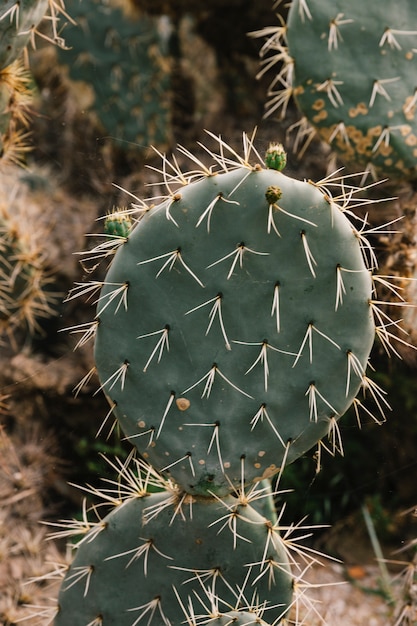 Cactus Espinoso En El Desierto Foto Gratis