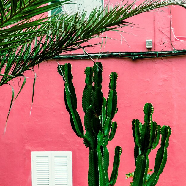 Cactus Plantas En Concepto Rosa Isla Canario Foto Premium