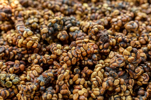 El caf  kopi luwak  o civet es una de las variedades de 